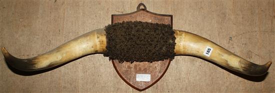 Bison horns on a shield